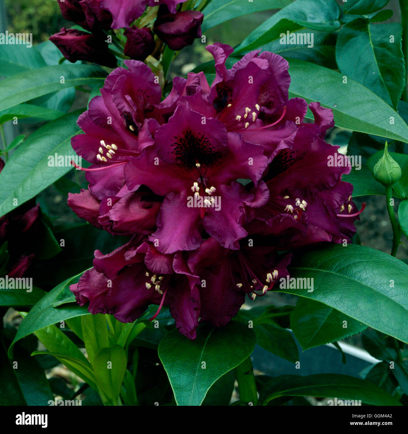 Rhododendron - `Purple Splendour' AGM   RHO044962 Stock Photo